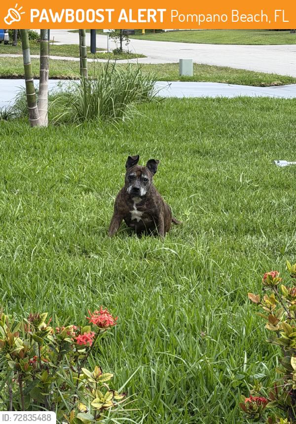 Found/Stray Female Dog last seen 14th Ave, Pompano Beach, FL 33064