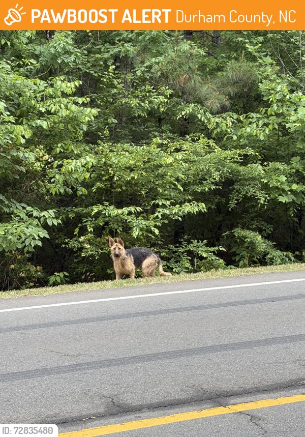 Found/Stray Male Dog last seen Red mill road & azko boulevard , Durham County, NC 27712