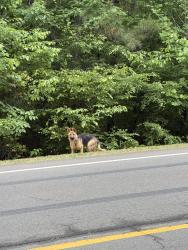 Found/Stray Male Dog last seen Red mill road & azko boulevard , Durham County, NC 27712
