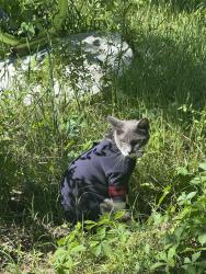 Found/Stray Unknown Cat last seen W adams ave , Lebanon, TN 37087