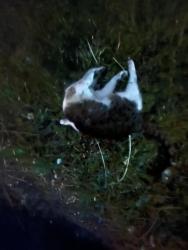 Found/Stray Unknown Cat last seen Near Mauch Chunk Rd. Allentown, PA, Allentown, PA 18104