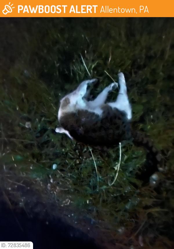 Found/Stray Unknown Cat last seen Near Mauch Chunk Rd. Allentown, PA, Allentown, PA 18104