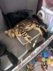 Lost Female Cat last seen Near queens place, Philadelphia, PA 19122
