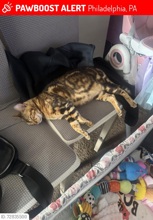 Lost Female Cat last seen Near queens place, Philadelphia, PA 19122