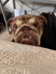 Lost Male Dog last seen University park apmts , Boca Raton, FL 33496