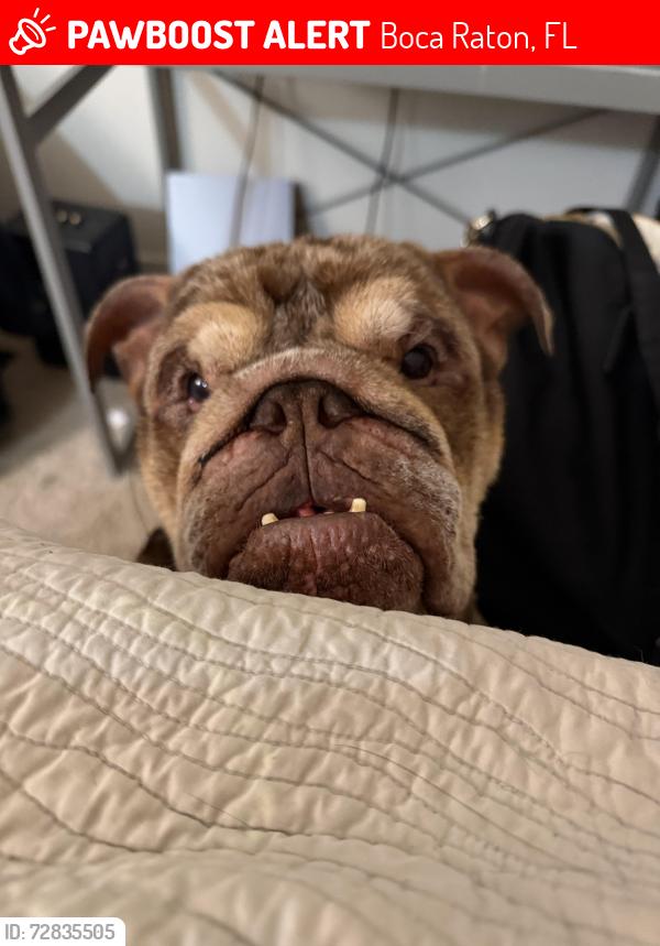 Lost Male Dog last seen University park apmts , Boca Raton, FL 33496