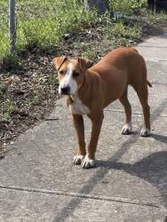 Found/Stray Female Dog last seen Vickers, San Antonio, TX 78211