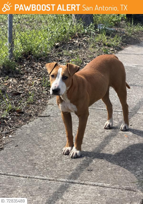 Found/Stray Female Dog last seen Vickers, San Antonio, TX 78211