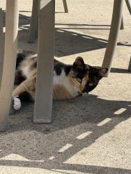 Found/Stray Unknown Cat last seen In our backyard, Grand Prairie, TX 75054