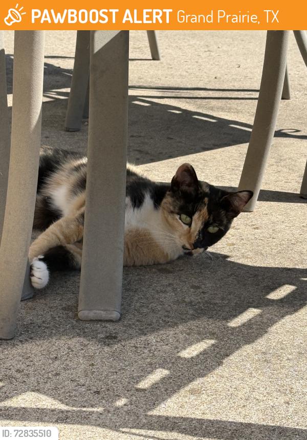 Found/Stray Unknown Cat last seen In our backyard, Grand Prairie, TX 75054