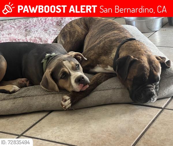 Lost Unknown Dog last seen Union st, San Bernardino, CA 92410