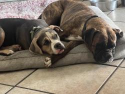 Lost Unknown Dog last seen Union st, San Bernardino, CA 92410