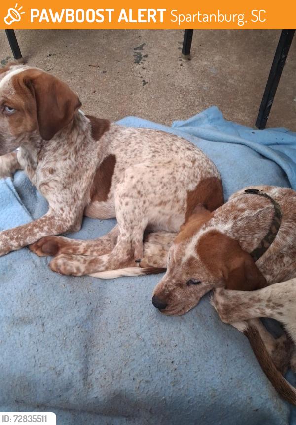 Found/Stray Female Dog last seen Bryant apmts , Spartanburg, SC 29303