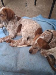 Found/Stray Female Dog last seen Bryant apmts , Spartanburg, SC 29303