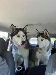 Found/Stray Unknown Dog last seen McCart & Westcreek, Fort Worth, TX 76134