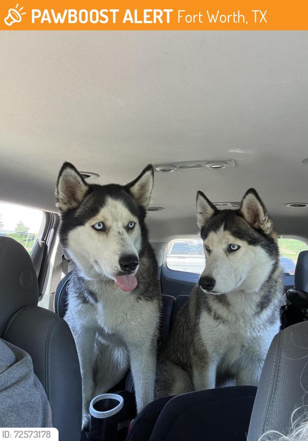 Found/Stray Unknown Dog last seen McCart & Westcreek, Fort Worth, TX 76134