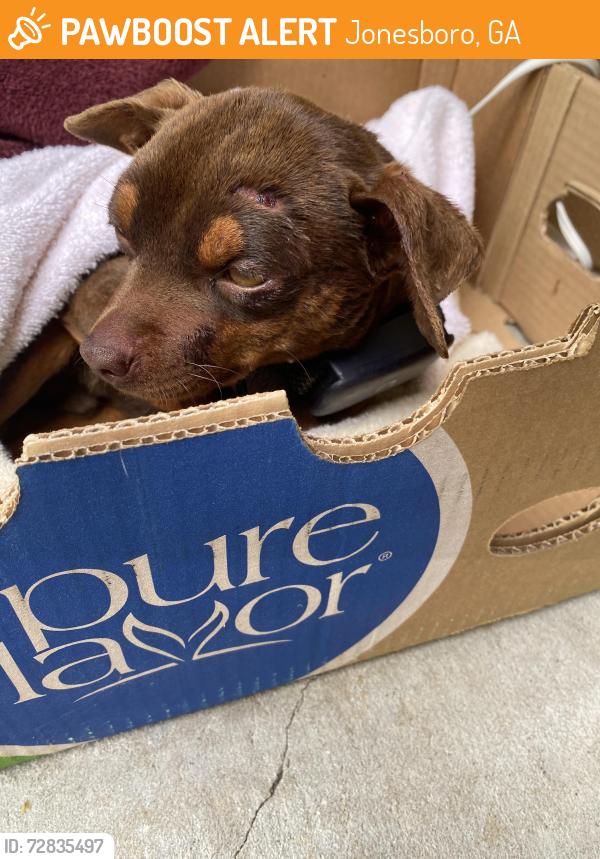 Found/Stray Male Dog last seen Emerald ests and Lake Jodeco Rd, Jonesboro, GA 30236