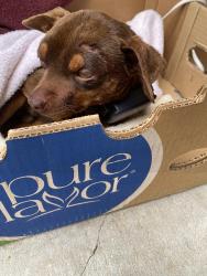 Found/Stray Male Dog last seen Emerald ests and Lake Jodeco Rd, Jonesboro, GA 30236