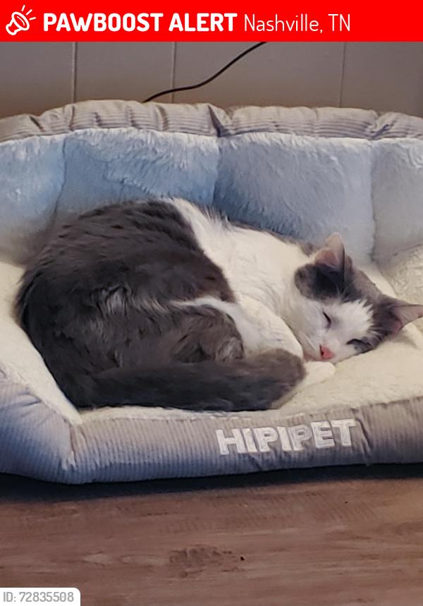 Lost Male Cat last seen Dinwiddie Dr, Nashville, TN 37115