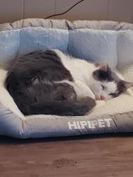 Lost Male Cat last seen Dinwiddie Dr, Nashville, TN 37115