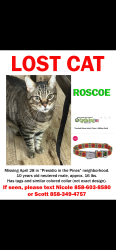 Lost Male Cat last seen W mission Timber Cir and woody way, Flagstaff, AZ 86001