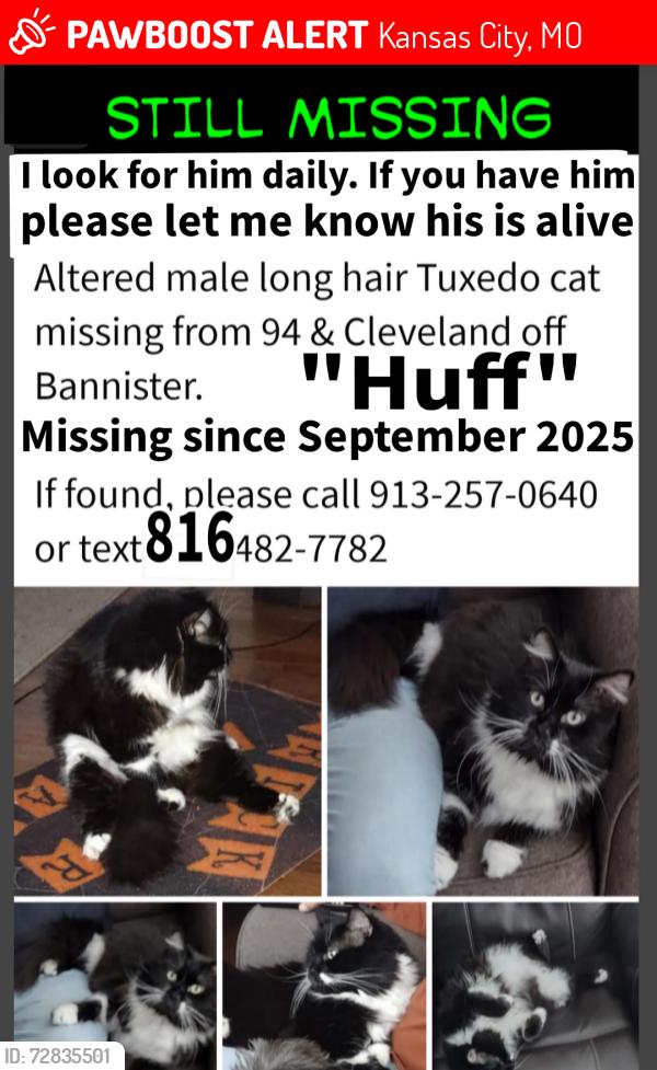 Lost Male Cat last seen Parc at Creek Wood , Kansas City, MO 64132