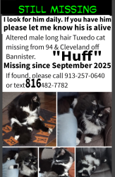 Lost Male Cat last seen Parc at Creek Wood , Kansas City, MO 64132