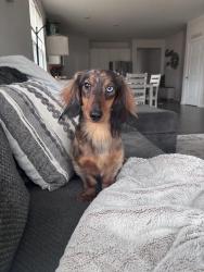 Lost Male Dog last seen Smith vallie and paddock , Greenwood, IN 46142