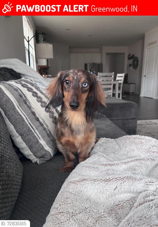 Lost Male Dog last seen Smith vallie and paddock , Greenwood, IN 46142