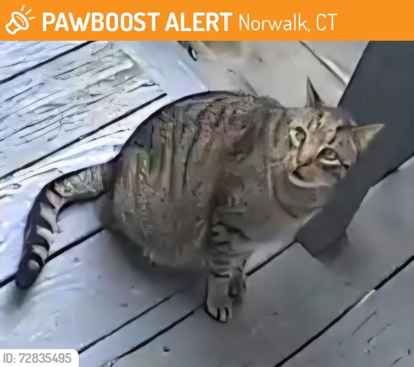 Found/Stray Unknown Cat last seen Lindenwoods Rd, Linden St crossroad, Norwalk, CT 06851