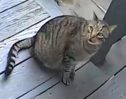Found/Stray Unknown Cat last seen Lindenwoods Rd, Linden St crossroad, Norwalk, CT 06851