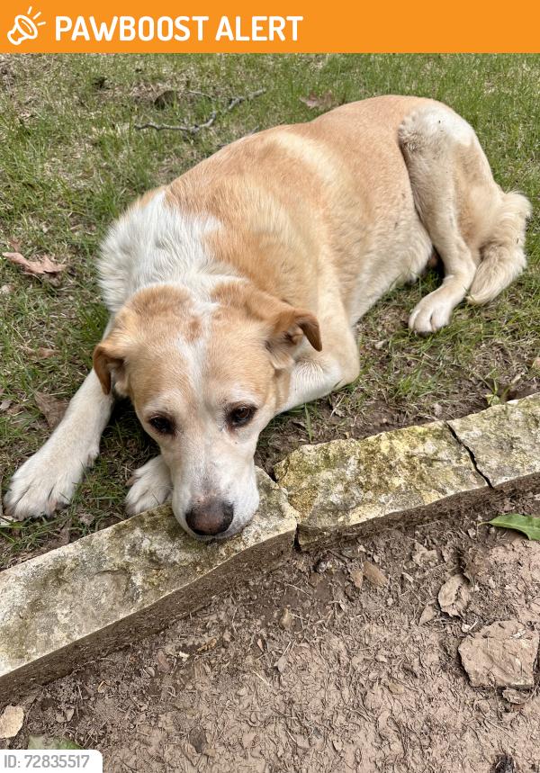 Found/Stray Male Dog last seen NLR VA , North Little Rock, AR 72114