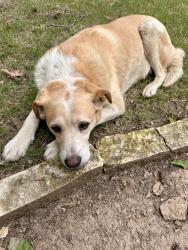Found/Stray Male Dog last seen NLR VA , North Little Rock, AR 72114