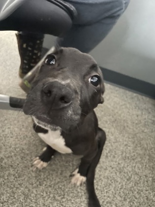 Shelter Stray Female Dog last seen New Bern, NC , New Bern, NC 28562