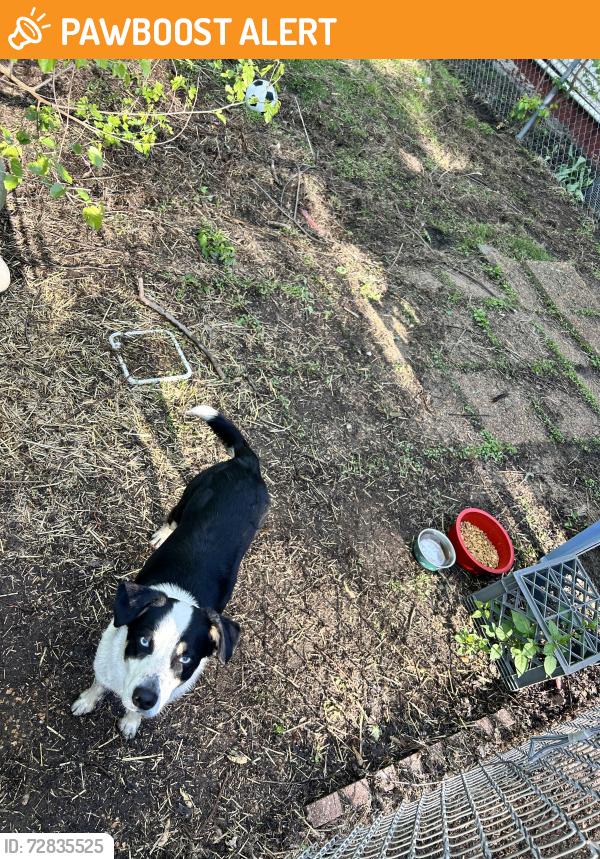 Found/Stray Male Dog last seen 158th and Paxton, Thornton Township, IL 60473