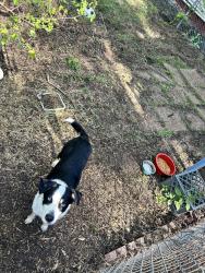 Found/Stray Male Dog last seen 158th and Paxton, Thornton Township, IL 60473