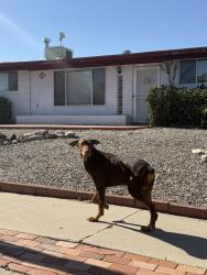 Found/Stray Unknown Dog last seen E Julia St, Tucson, AZ 85710