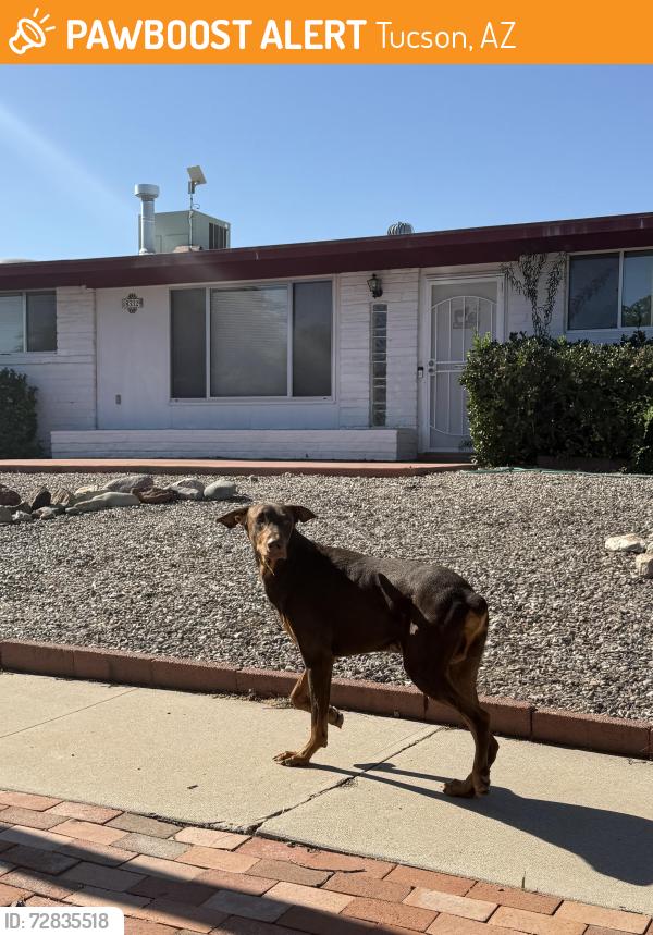 Found/Stray Unknown Dog last seen E Julia St, Tucson, AZ 85710
