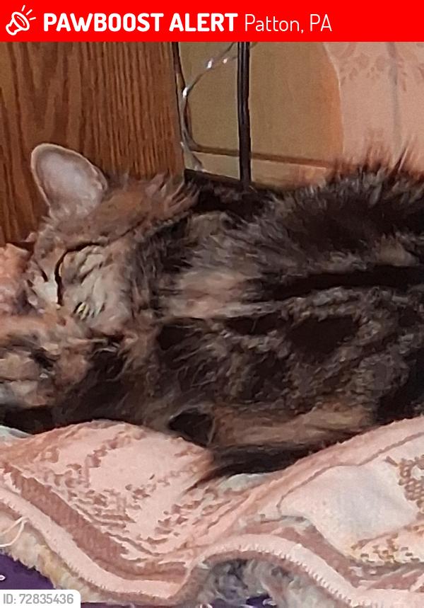 Lost Female Cat last seen Near 864 magee Avenue Patton pa 16668, Patton, PA 16668
