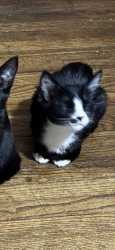 Lost Male Cat last seen Elam road , peachtree road ,, Dallas, TX 75217