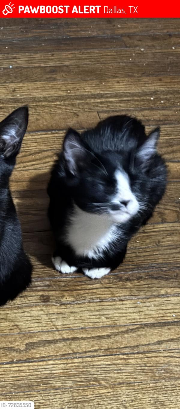 Lost Male Cat last seen Elam road , peachtree road ,, Dallas, TX 75217