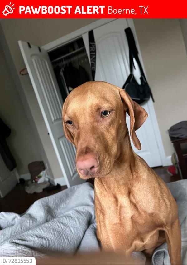Lost Female Dog last seen I-10 and Fair Oaks, Boerne, TX 78015