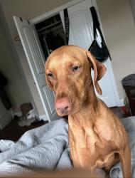 Lost Female Dog last seen I-10 and Fair Oaks, Boerne, TX 78015