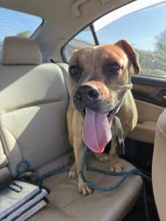 Found/Stray Female Dog last seen S 40th st and E Southern, Phoenix, AZ 85042