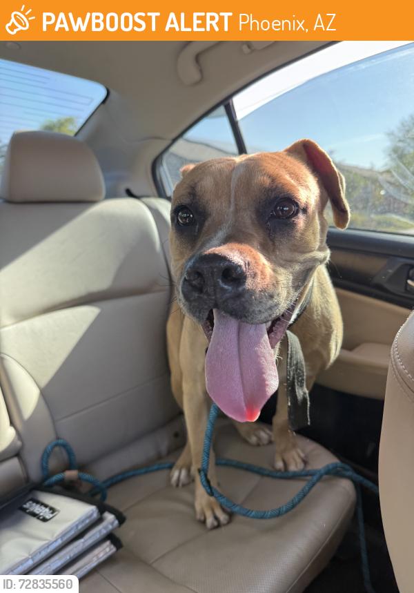 Found/Stray Female Dog last seen S 40th st and E Southern, Phoenix, AZ 85042