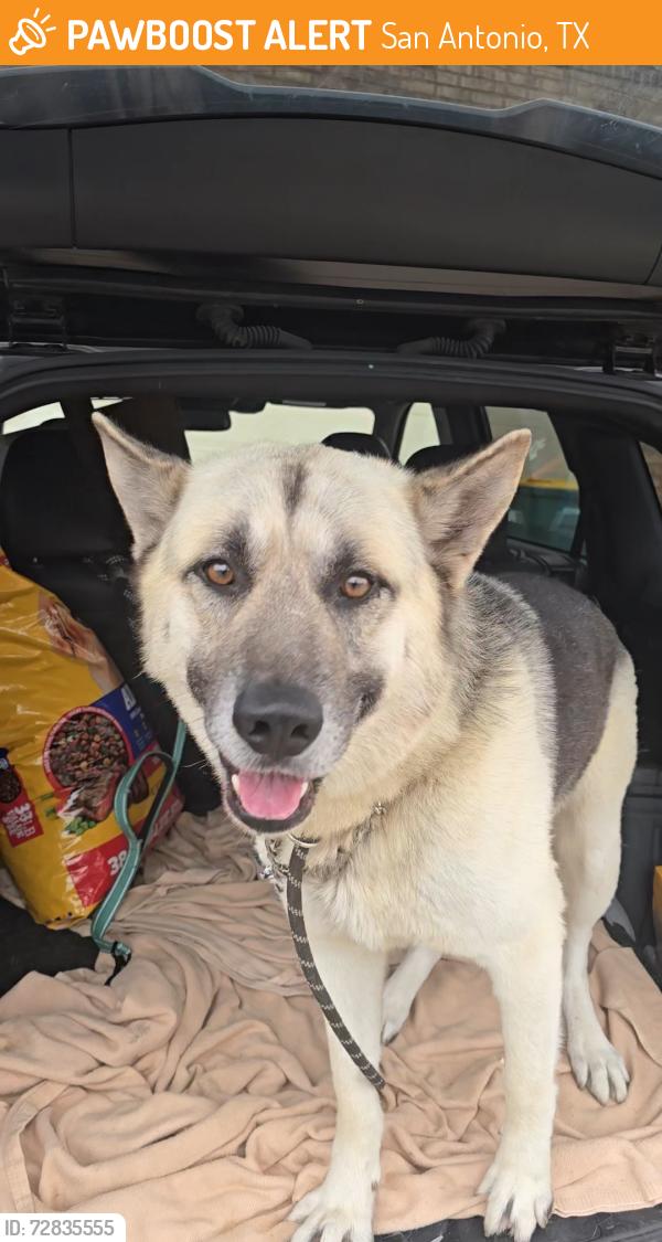 Found/Stray Male Dog last seen Near Thousand Oaks Dr, San Antonio, TX 78217, San Antonio, TX 78217
