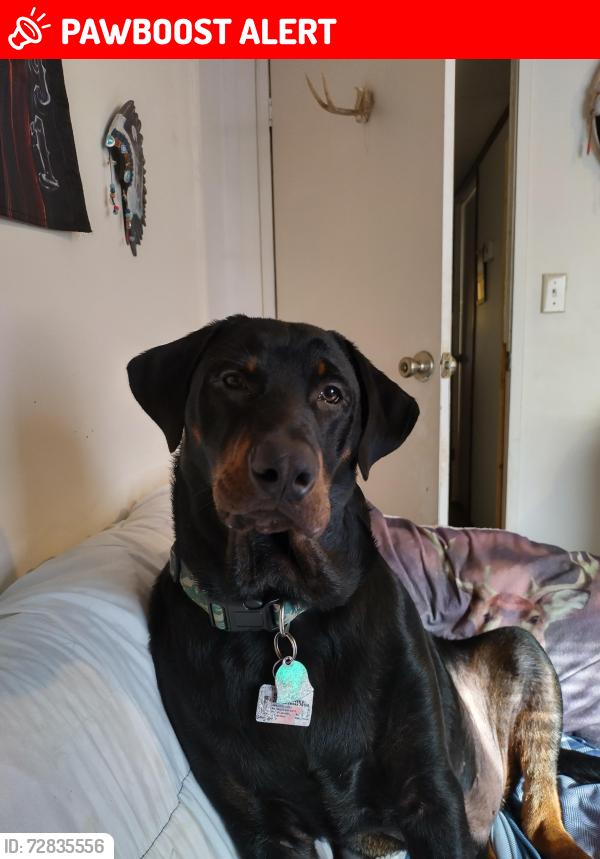 Lost Male Dog last seen Clear Creek Rd. and Deer Run Rd., Henderson County, TX 75156