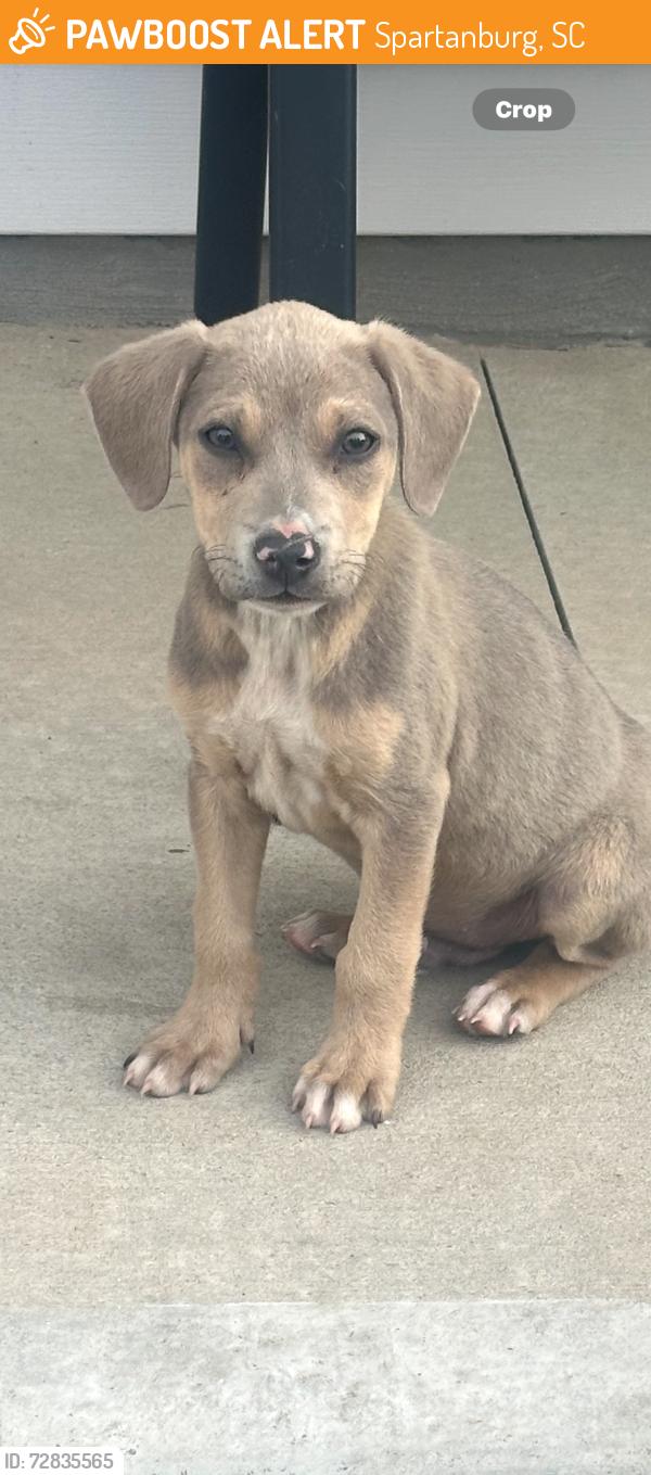 Found/Stray Male Dog last seen Spring Street , Spartanburg, SC 29301