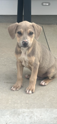 Found/Stray Male Dog last seen Spring Street , Spartanburg, SC 29301