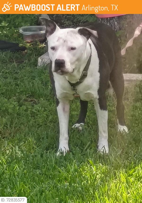 Found/Stray Male Dog last seen Altman Dr, Arlington, TX 76011